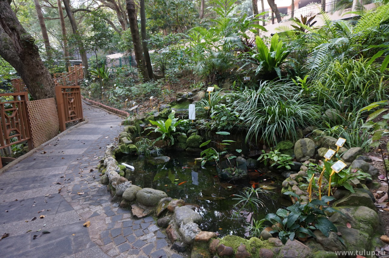 Сад лекарственных растений, используемых в традиционной китайской медицине