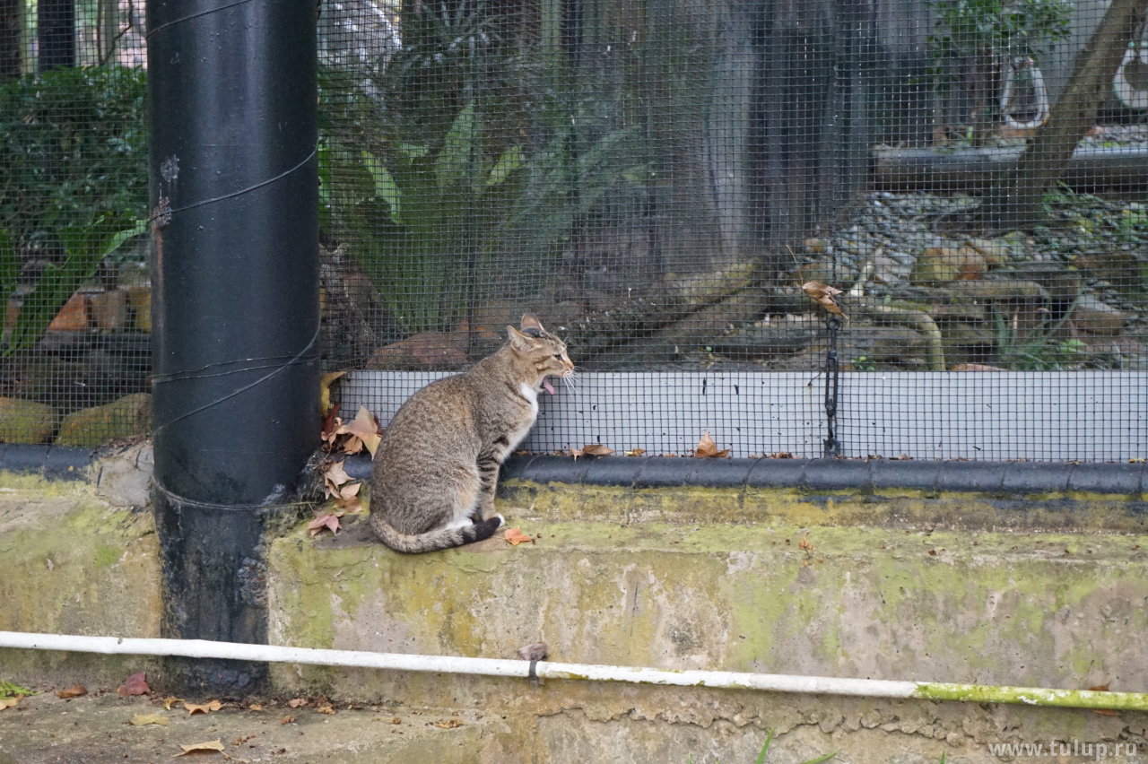 Кошка созерцает ибисов в авиарии