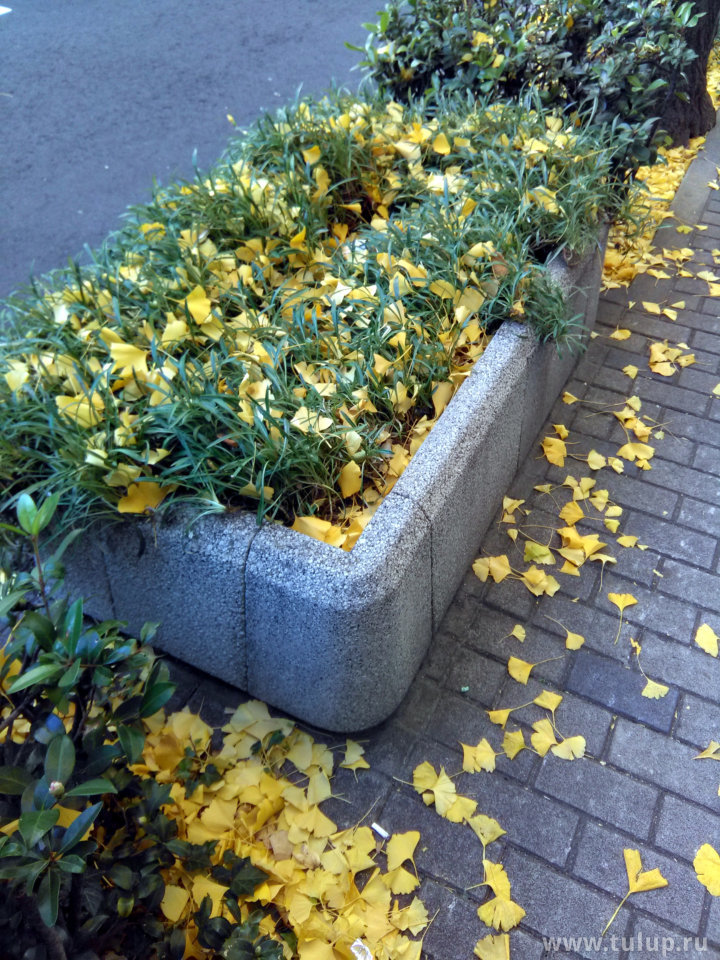 Желтые листья дерева гинко