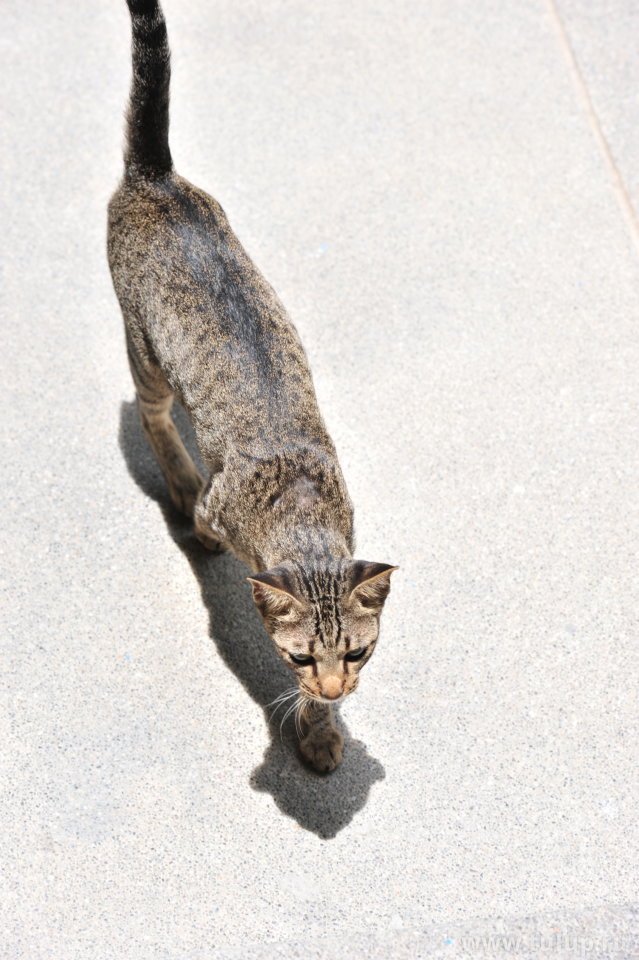 Тайский плоский кот